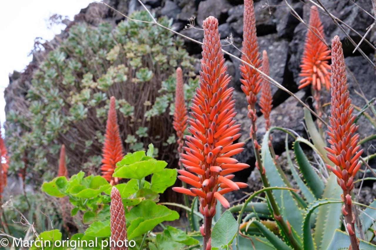 Tenerife Lizards - Duplex In The First Line Callao Salvaje Εξωτερικό φωτογραφία